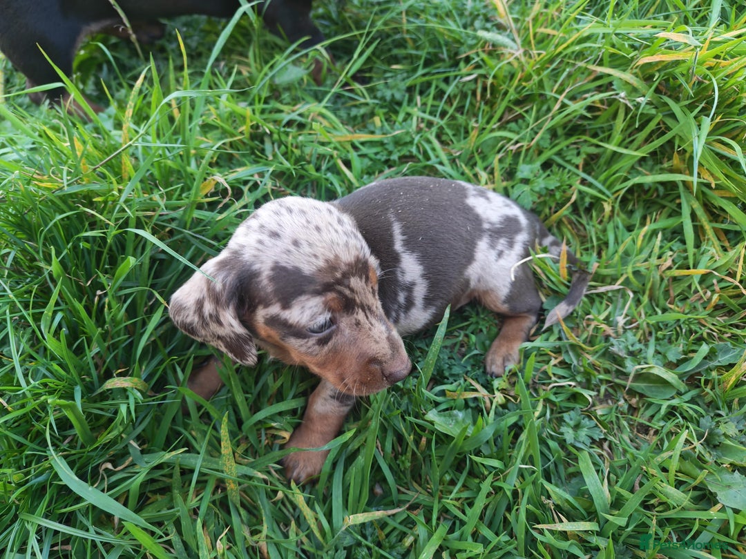 Dachshund dogs for sale: Stunning Dachshund Puppies - 2 Boys & 1 Girl - Image 4