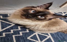 Ragdoll cats for stud: Ollie - Ragdoll Stud Available - Playful & Loving - Image 1