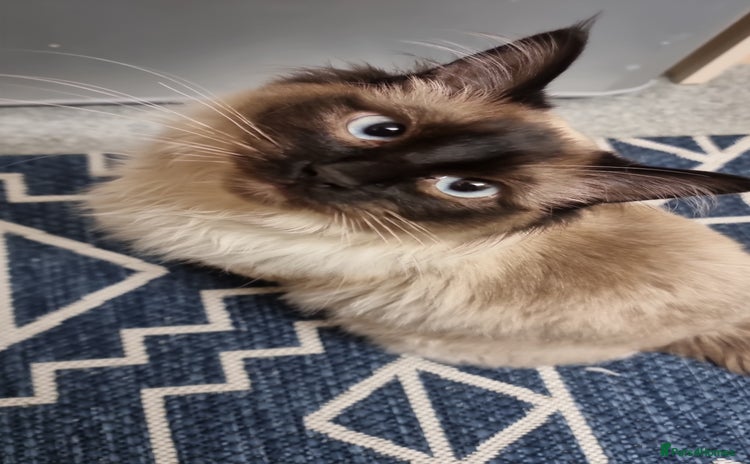 Ragdoll cats - Advert 1