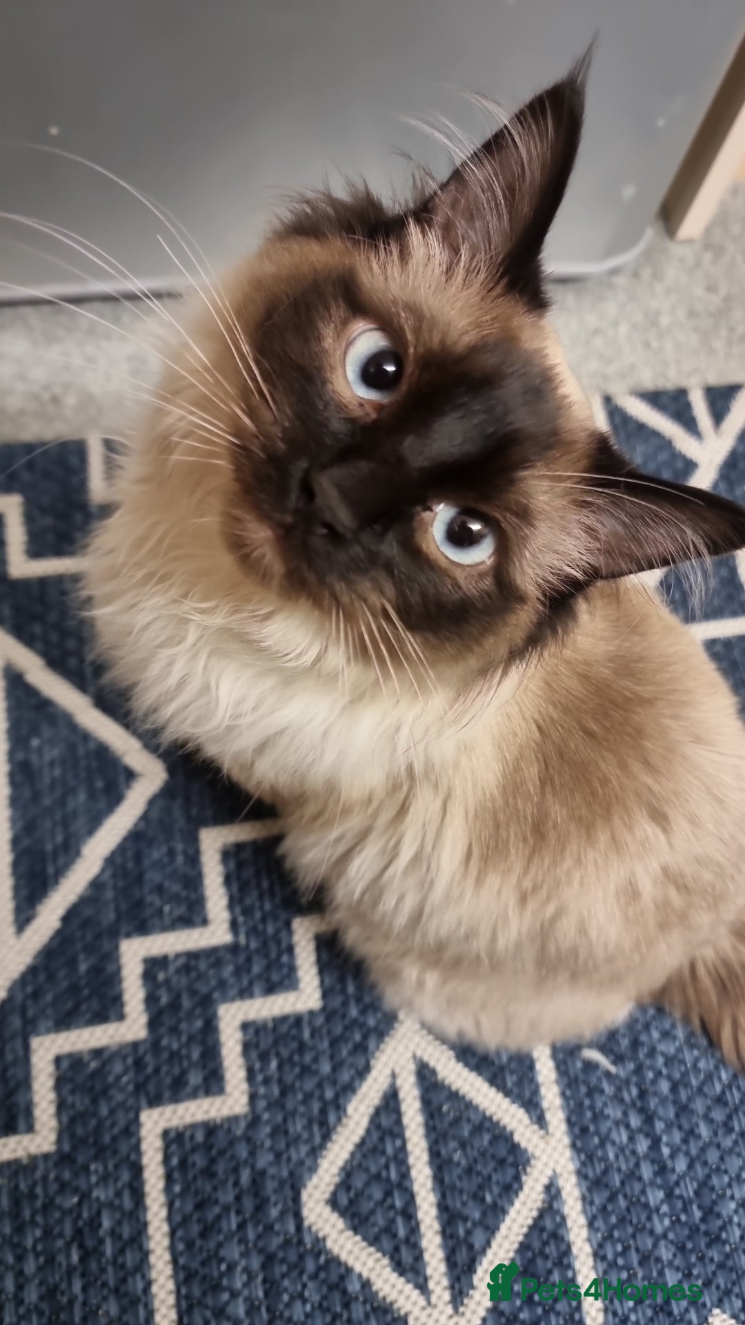 Ragdoll cats for stud: Ollie - Ragdoll Stud Available - Playful & Loving - Image 1