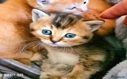Scottish Fold cats for sale: Scottish fold looking for forever home - Image 23