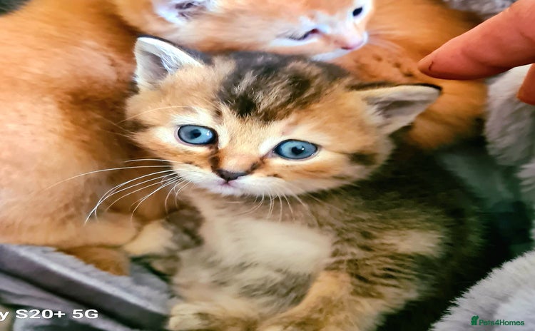 Scottish Fold cats - Advert 2