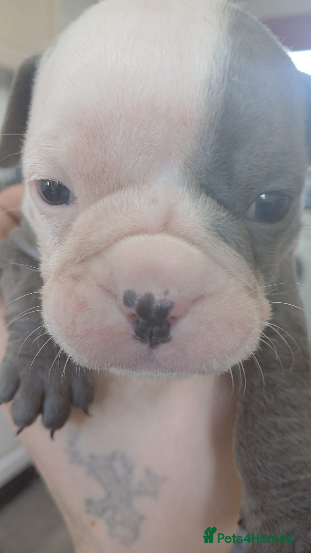 Olde English Bulldogge dogs for sale: English bulldogs  - Image 10