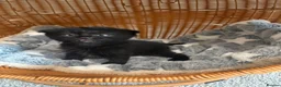British Longhair cats for sale: Gorgeous Scottish Fold & Straight Kittens - Advert 4