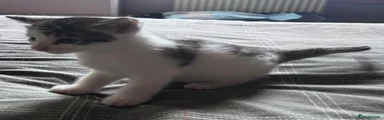 Mixed Breed 8 white tabby,Calico  male