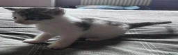 Mixed Breed cats for sale: Mainecoonx kittens  - Advert 12