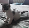 Mixed Breed 8 white tabby,Calico male