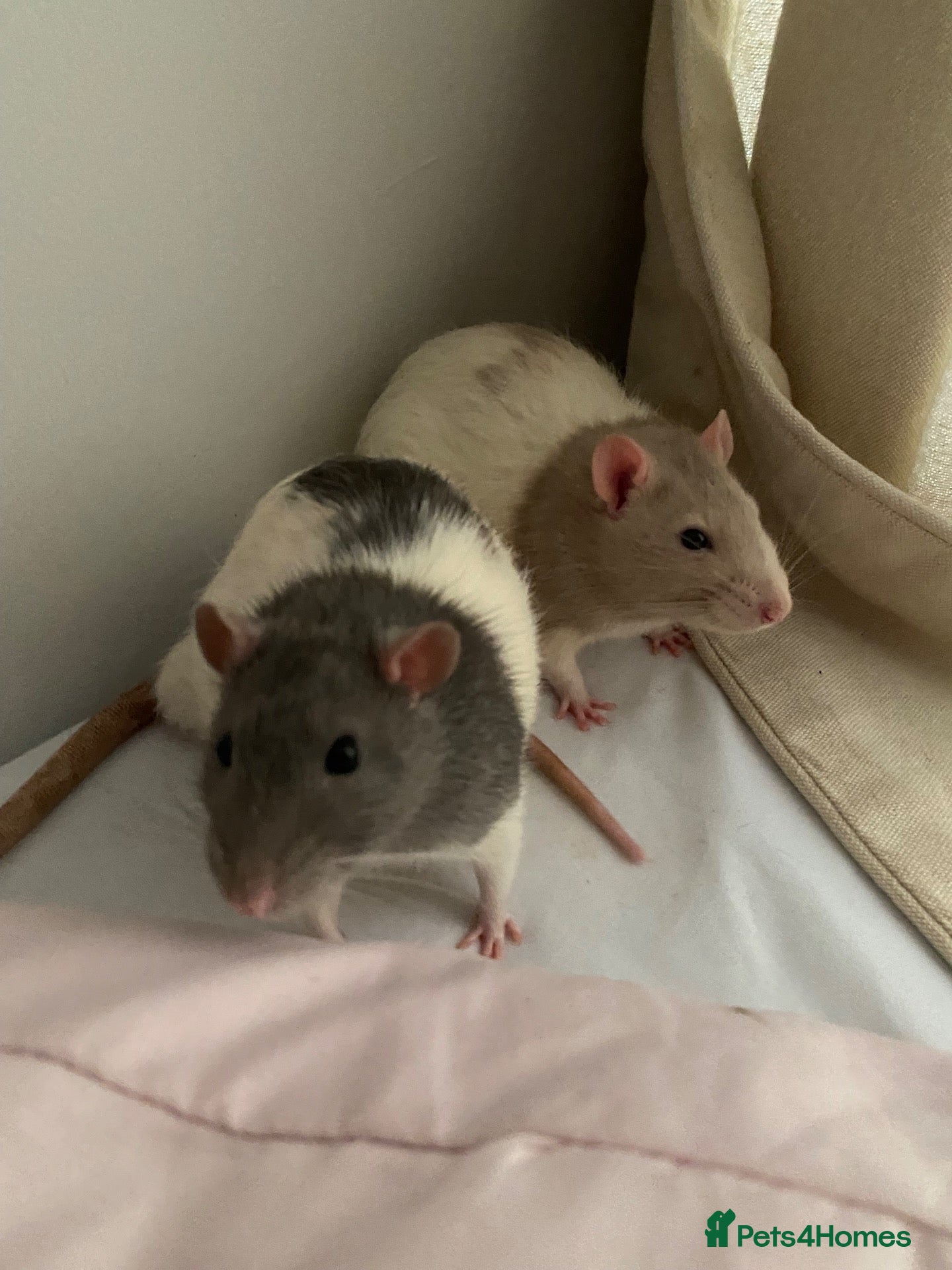 Rat rodents 2 male rats (milo and spud) - Advert 1