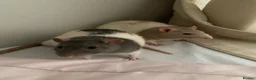 Rat rodents for sale: 2 male rats (milo and spud) - Advert 1