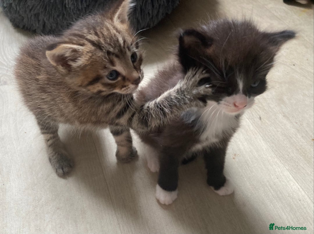 British Shorthair cats for sale: Kittens  - Image 16