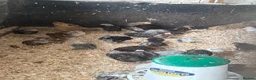 Chickens poultry for sale: Pekins silver laced Wyandotte silkies - Advert 2