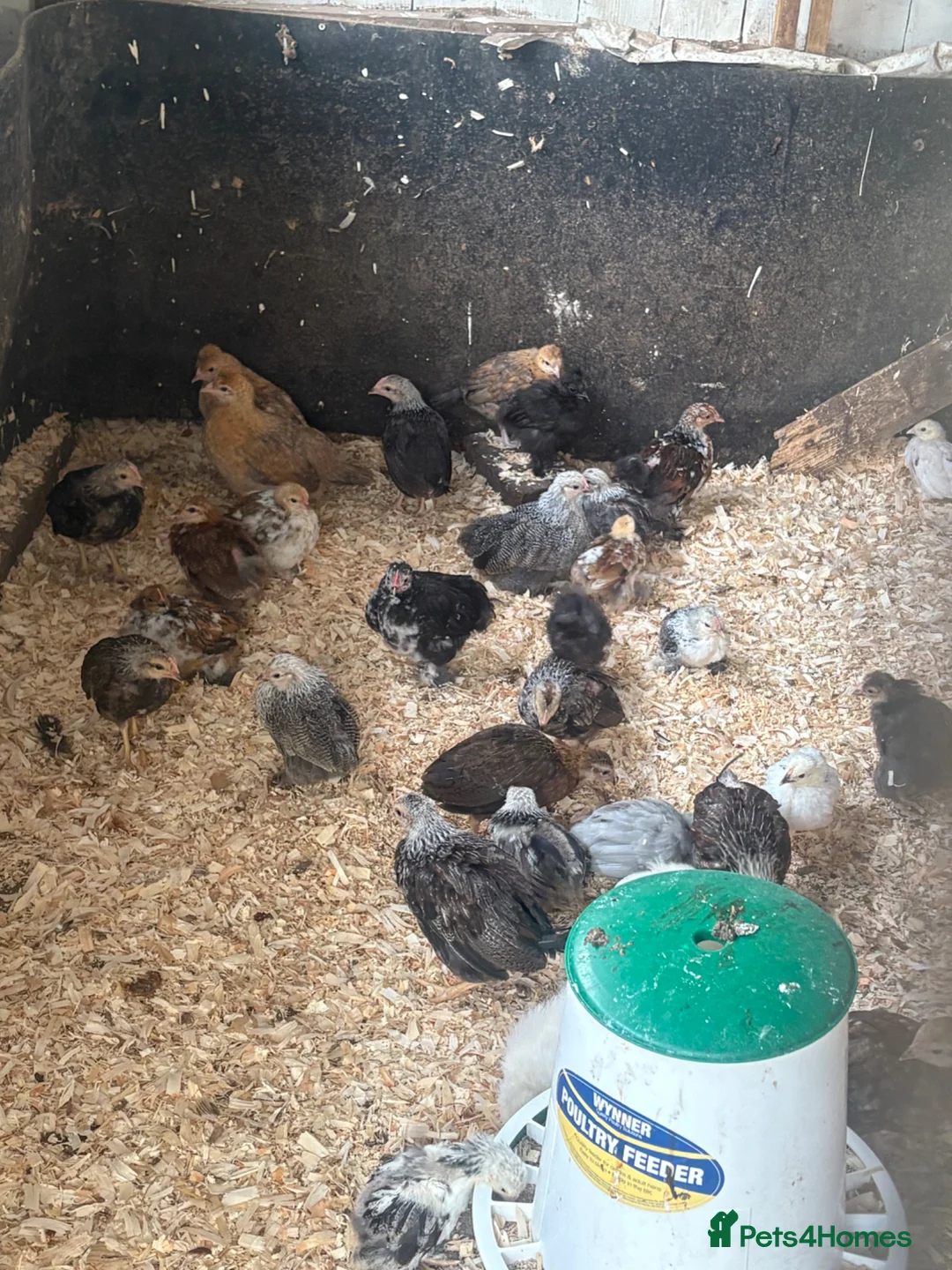 Chickens poultry for sale: Pekins silver laced Wyandotte silkies - Advert 2