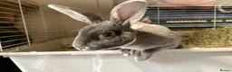 Rex rabbits for sale: Mini re **  in Liverpool - Advert 8