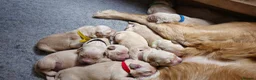 Golden Retriever dogs for sale: 8 KC/health tested gorgeous golden retrievers - Advert 2