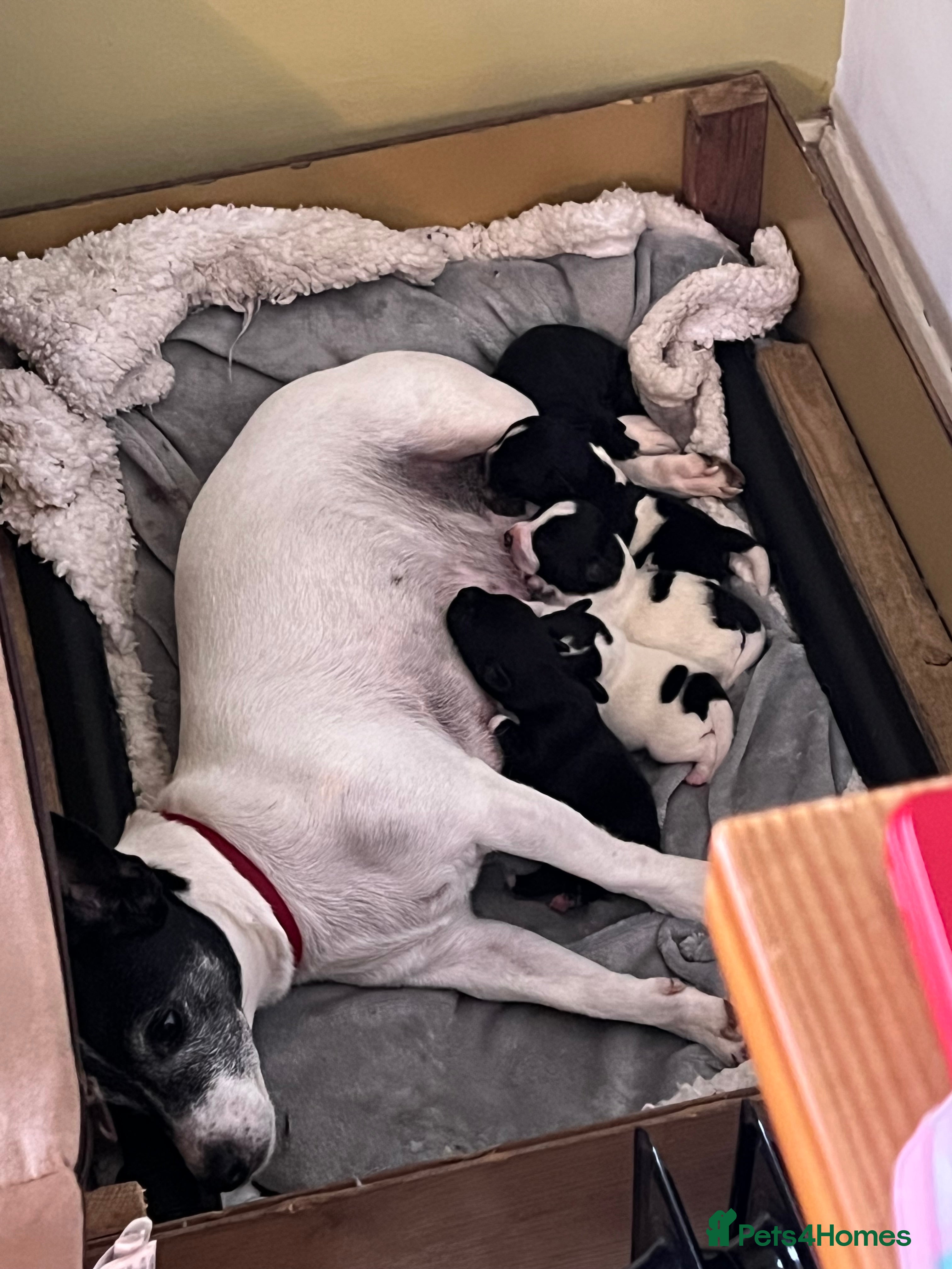 Patterjack dogs Patterjacks 3 boys 2 girls  - Advert 5