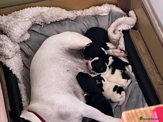 Patterjack dogs Patterjacks 3 boys 2 girls - Advert 1