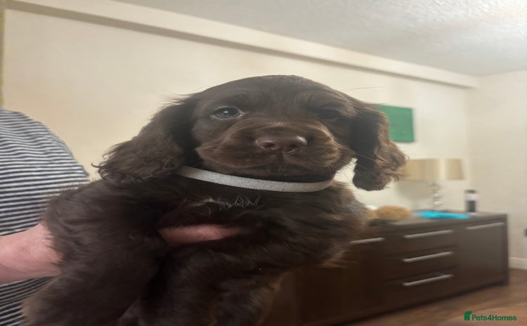 Cocker Spaniel dogs - Advert 4