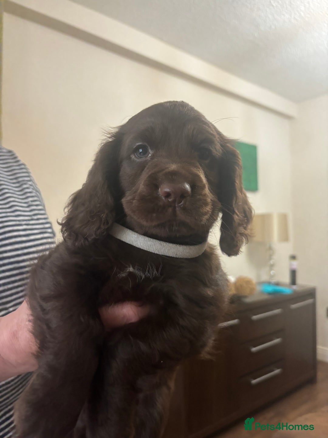 Cocker Spaniel dogs for sale: Stunning Health checked girl🩷ready to go now🐶 - Image 7