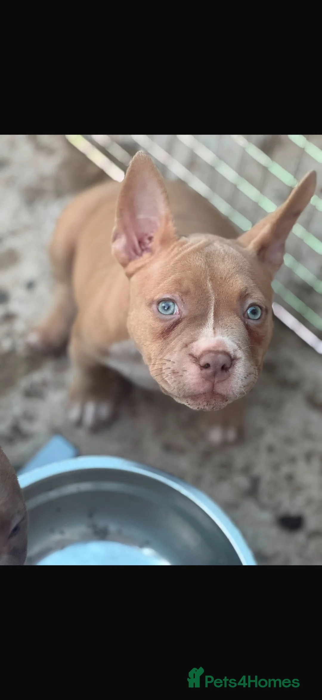 American Bully dogs for sale: Pocket Bully’s  - Advert 2