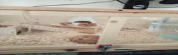 Hamster rodents for sale: Hamster and Cage  in Maidenhead - Advert 1
