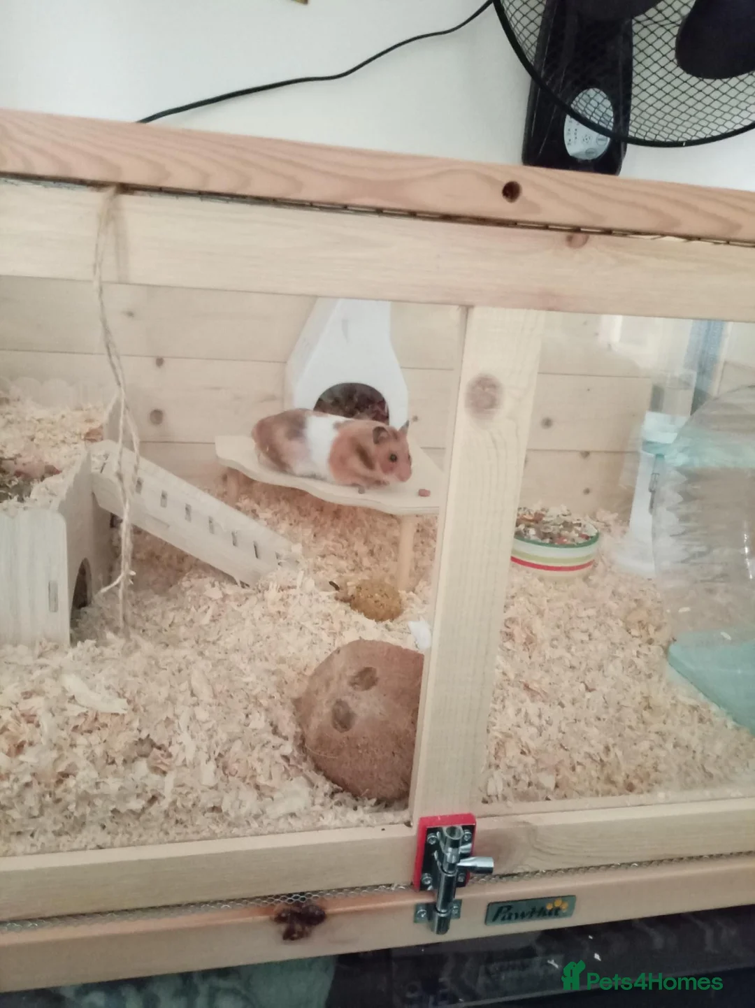 Hamster rodents for sale: Hamster and Cage  in Maidenhead - Advert 1