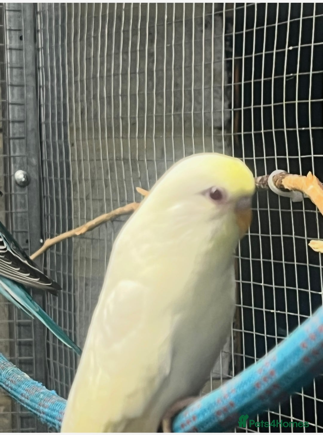 Budgerigars birds for sale: Baby budgies  - Advert 3