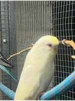 Budgerigars birds Baby budgies - Advert 9