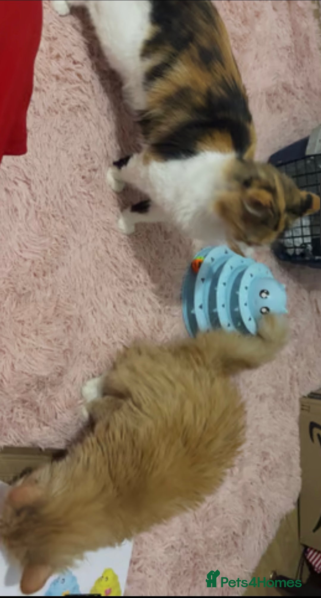 Mixed Breed cats for sale: Two female cats  - Image 3