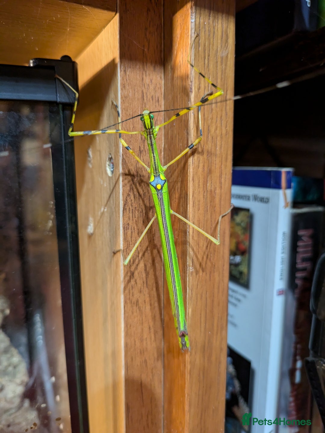 Stick Insects invertebrates for sale: Stick Insects & Mantis - Image 1