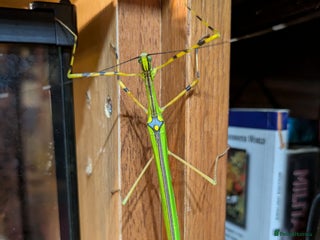 Stick Insects invertebrates Stick Insects & Mantis - Advert 5