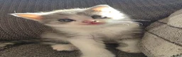 British Longhair cats for sale: Beautiful British long haired kittens - Advert 31