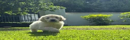 Golden Retriever dogs for sale: BEAUTIFUL GOLDEN RETRIEVER PUPPIES £1495 - Advert 3