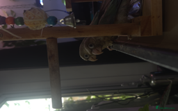 Conures birds for sale: Green cheek conure chicks - Image 2
