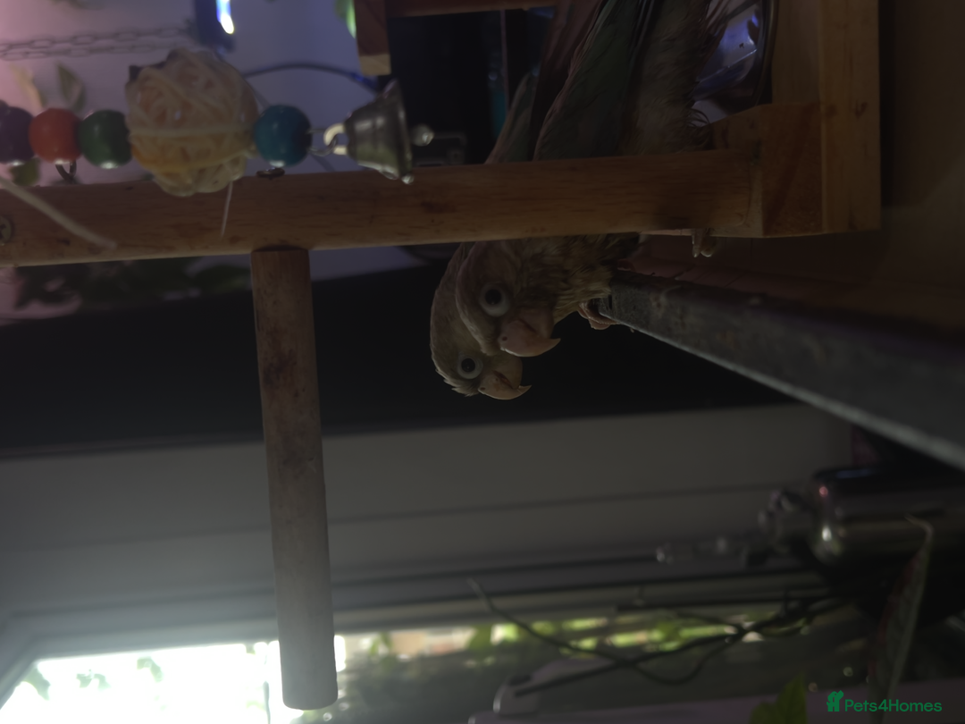 Conures birds for sale: Green cheek conure chicks - Image 2