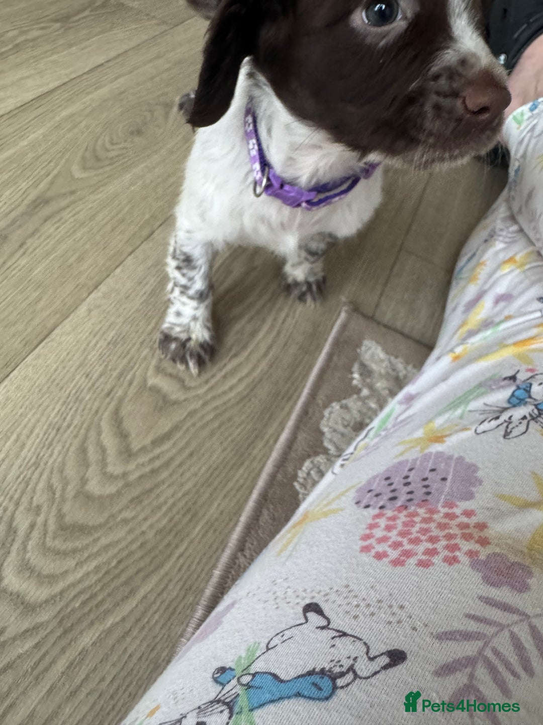 Sprocker dogs for sale: Sprocker spaniel puppy’s  - Image 20