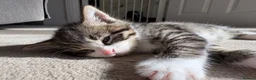 Mixed Breed cats for sale: Beautiful, friendly tabby kittens  - Advert 5