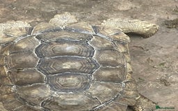 Tortoise reptiles for sale: Female sulcata tortoise  - Image 6
