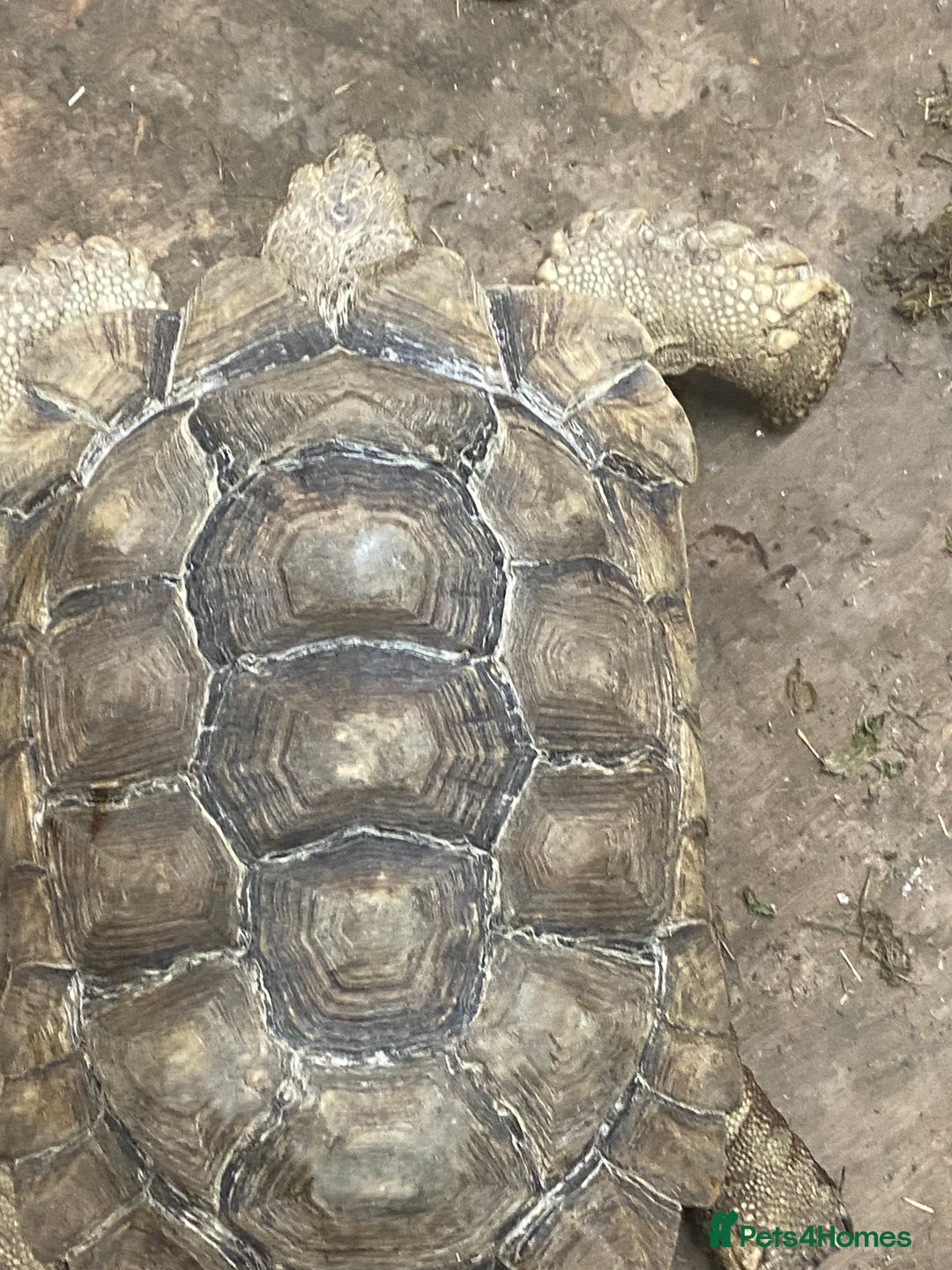 Tortoise reptiles for sale: Female sulcata tortoise  - Image 6