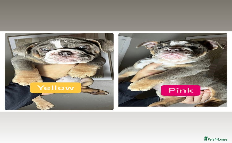 English Bulldog dogs - Advert 4