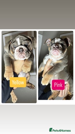 English Bulldog dogs - Advert 1
