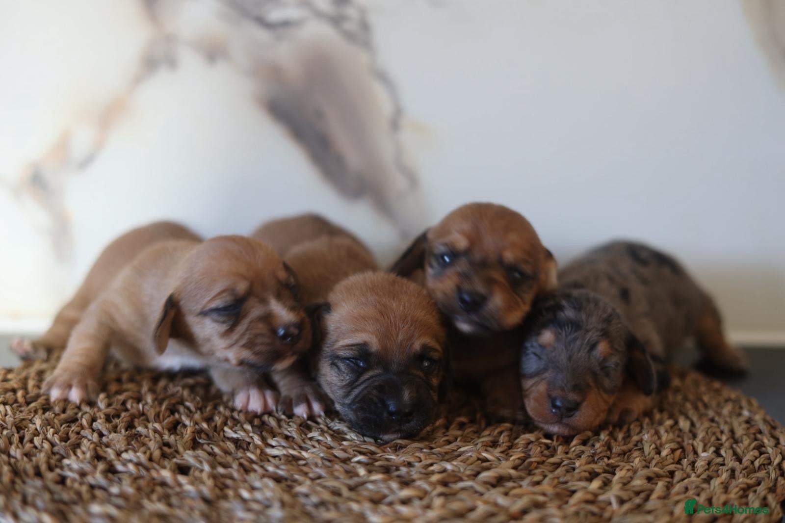 Mixed Breed dogs Cavapoo x Dachshund  - Advert 6