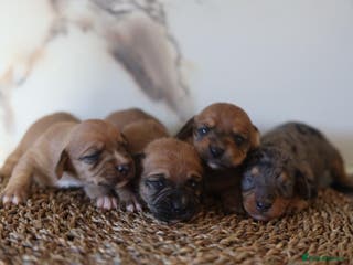 Mixed Breed dogs Cavapoo x Dachshund - Advert 6