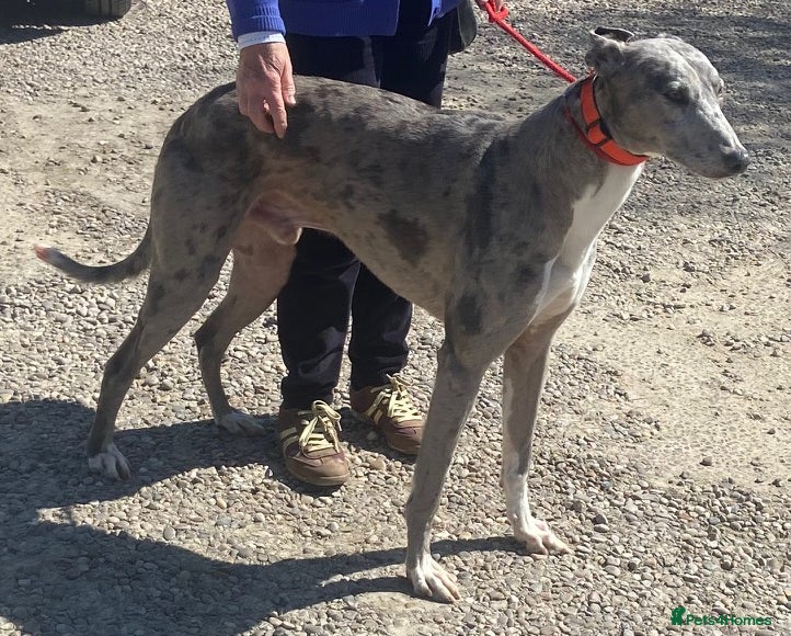Lurcher dogs Handsome Olly wants a new forever home - Advert 2