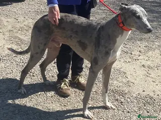 Lurcher dogs Handsome Olly wants a new forever home - Advert 5