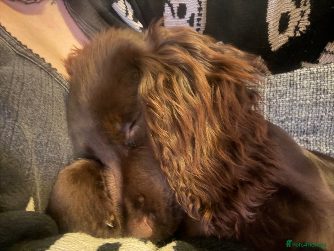 Cocker Spaniel dogs for sale: Two cocker spaniels - Advert 2