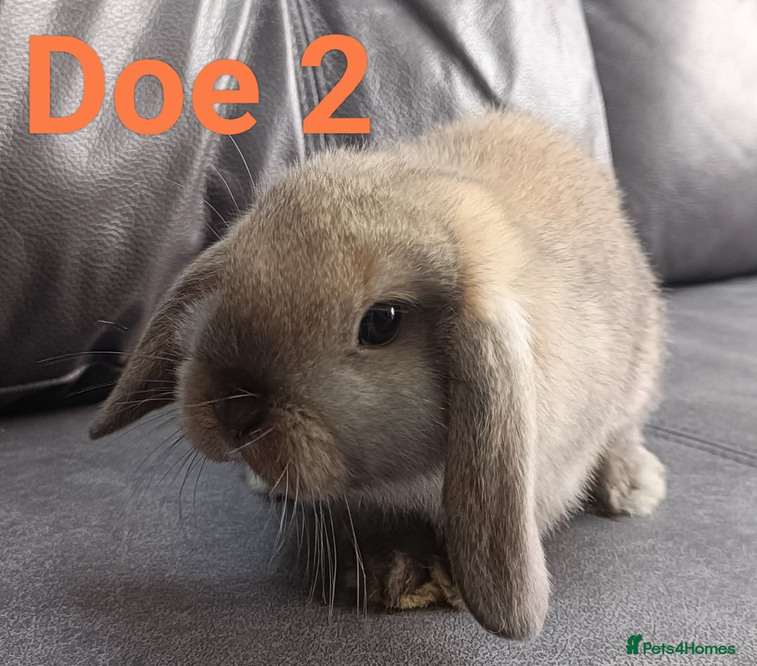Mini Lop rabbits for sale: 🐰Beautiful mixed litter of Plush x Mini Lop kits - Image 20