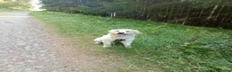 Golden Retriever dogs for stud: English cream golden retriever in Treorchy - Advert 4