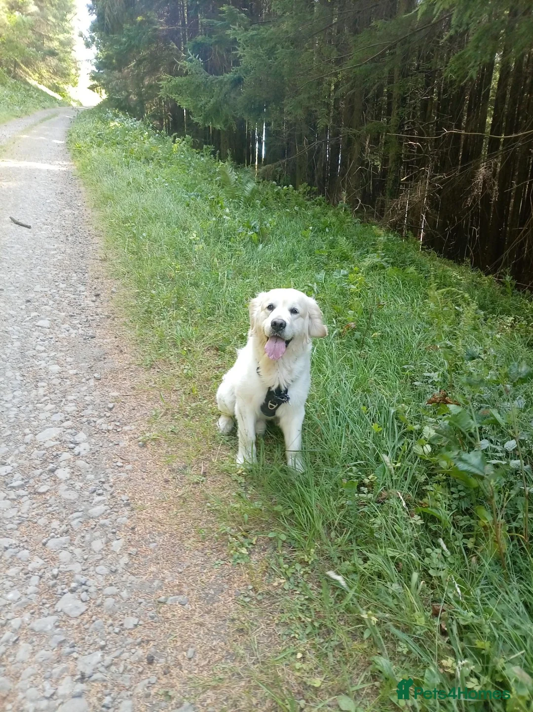 Golden Retriever dogs for stud: English cream golden retriever in Treorchy - Advert 4