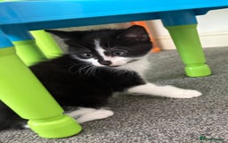 Mixed Breed cats for sale: 3 male kittens  - Image 7