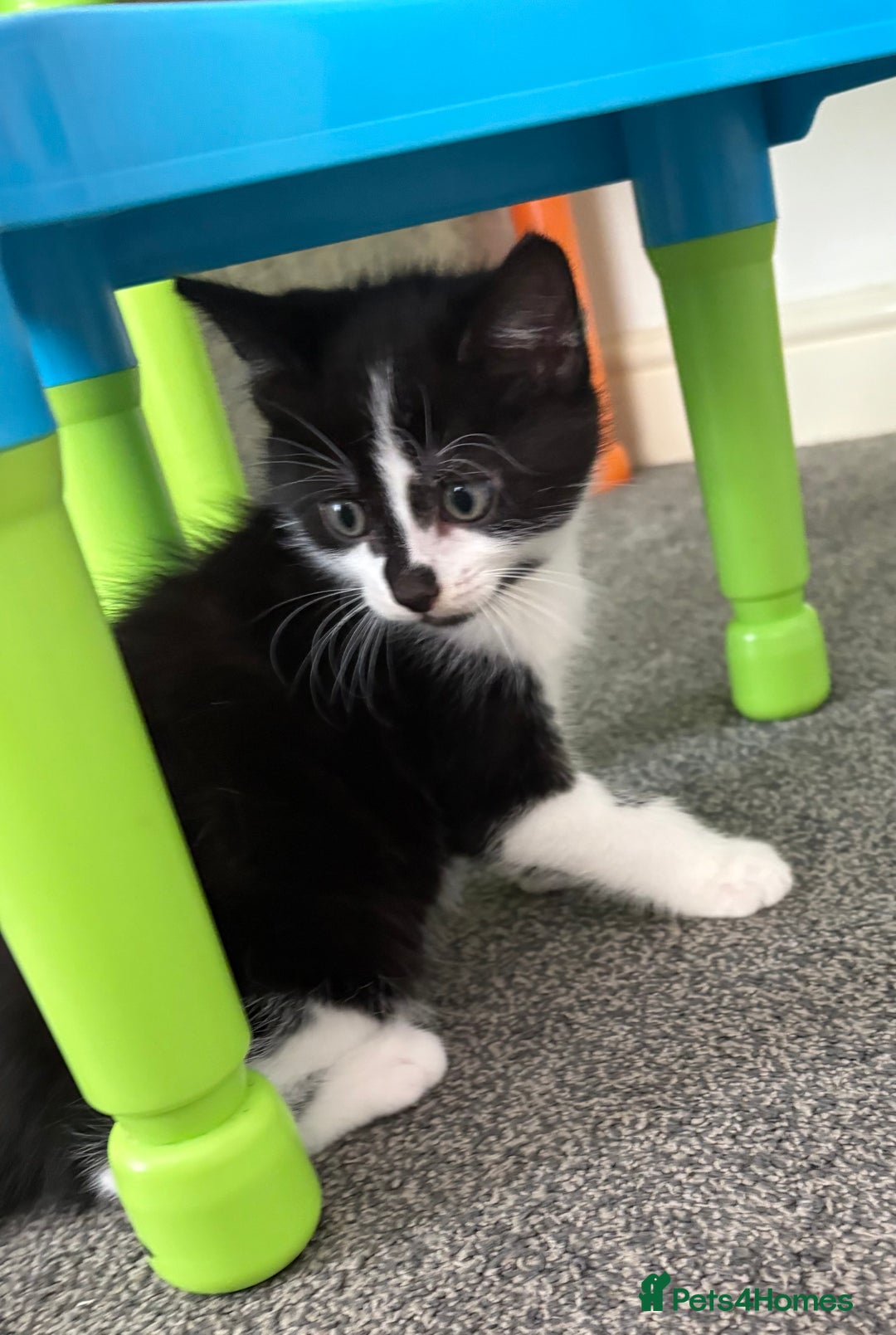 Mixed Breed cats for sale: 3 male kittens  - Image 7